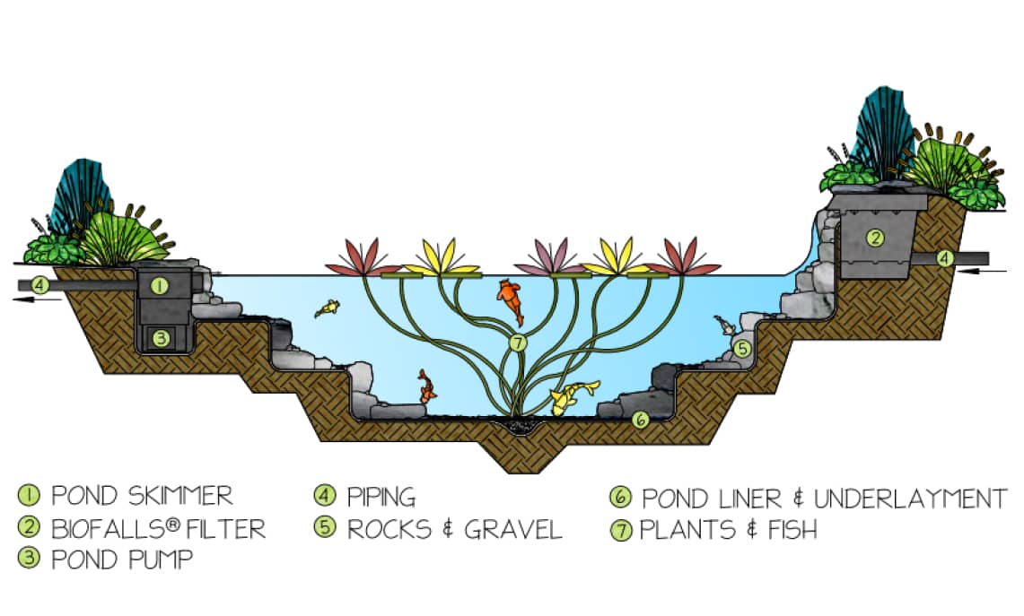 Ecosystem Koi Pond
