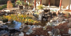 Pond Design and Construction in Camino CA