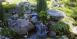 Pond Design in Camino CA