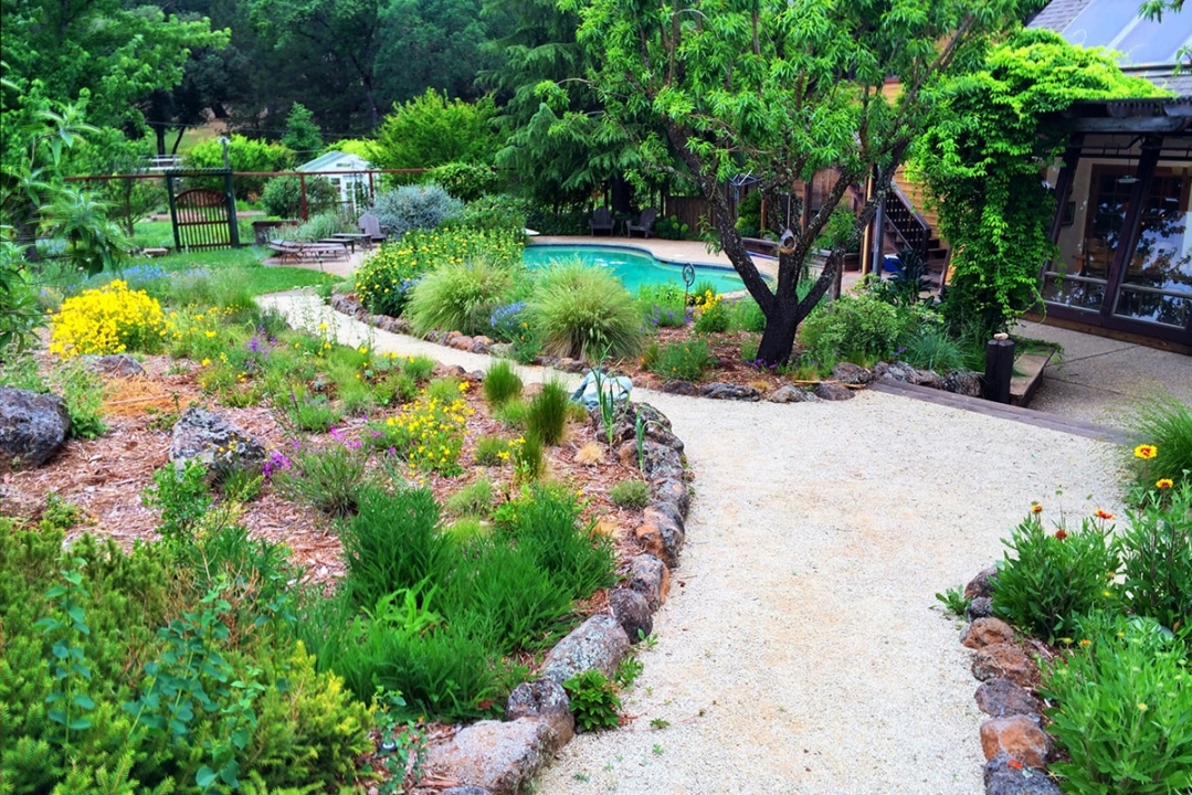 Lawn Replacement with Meadows