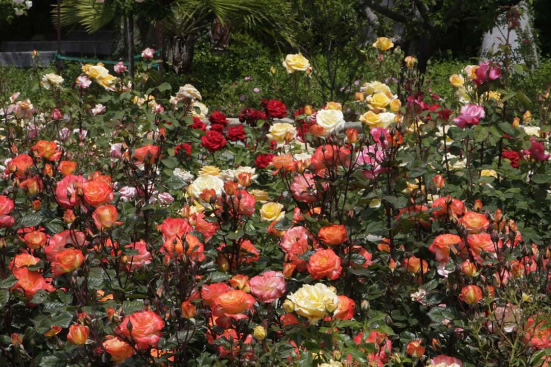 Show Stopping Rose Gardens